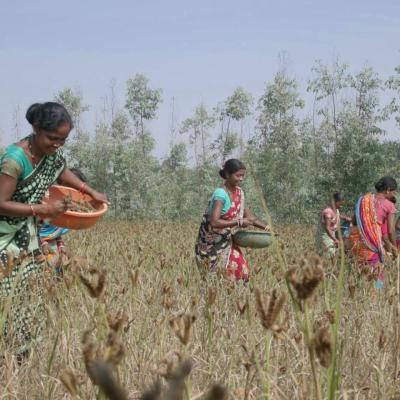 TPSODL supports women’s income millet farming, entrepreneurship, and self-reliance through