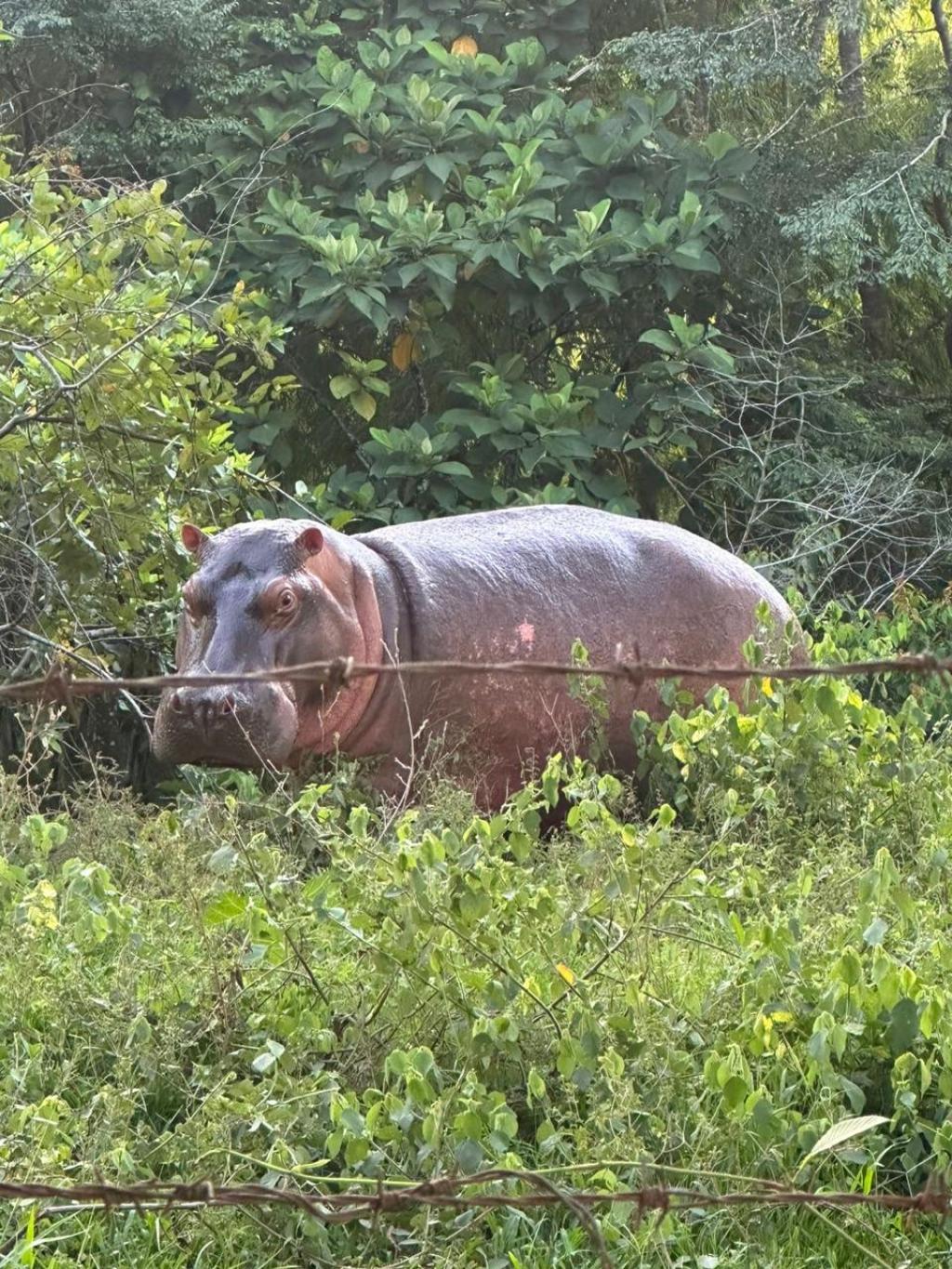 Anant Ambani appeals to Colombia to save 80 Hippos from death, offers lifelong home at Vantara